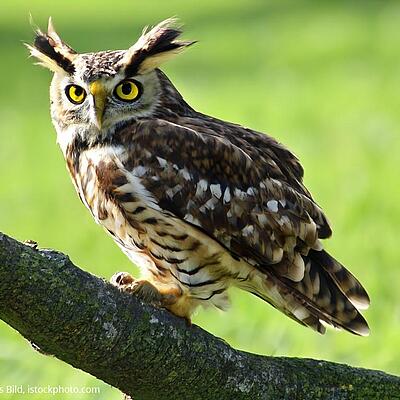 Eule sitzt auf einem Baum. KI generiertes Bild.