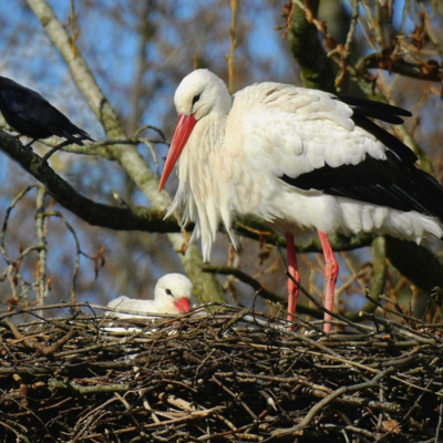 Gute-Nacht-Geschichte "Der kleine Storch Otto geht auf große Reise!"