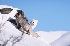 Weißer und dunkler Polarfuchs in einer Schneelandschaft