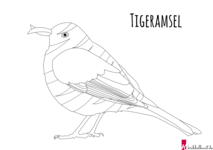 Ausmalbild Tigeramsel