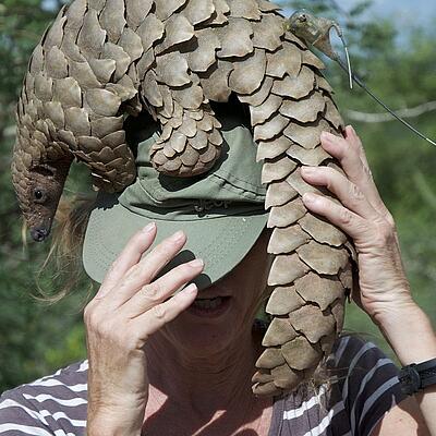 Pangolin wird von einer Frau gehalten