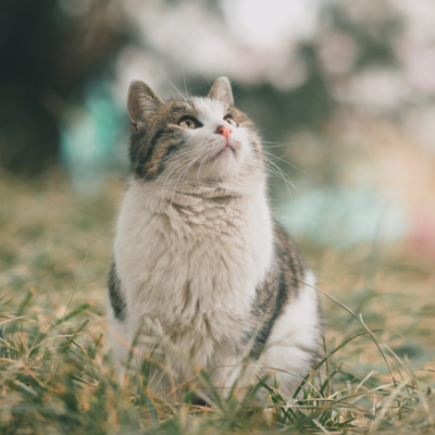 Gute-Nacht-Geschichte "Das Pfmiau"