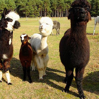 Alpakafarm