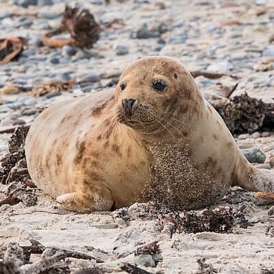 Steckbrief Kegelrobbe Kegelrobbe am Strand