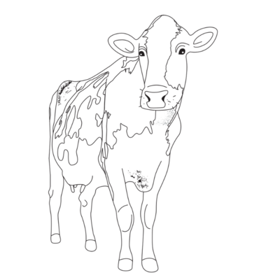 Kuh Ausmalbild