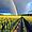 Blumenfeld mit Regenbogen. KI generiertes Bild.