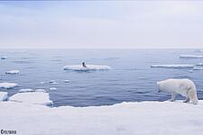 Polarfuchs auf einer Eisfläche vor dem Meer