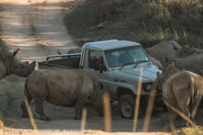 THABO - DAS NASHORN-ABENTEUER