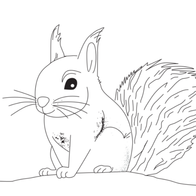 Eichhörnchen Ausmalbild