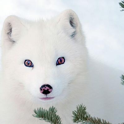 Weißer Polarfuchs schaut hoch