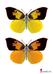 Schmetterling Vorlage 14