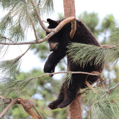 Gute-Nacht-Geschichte-Bär