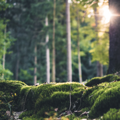 Gute-Nacht-Geschichte "Hotzenpock und Rumpedumm"