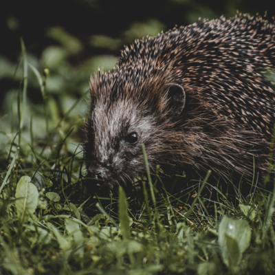 Gute-Nacht-Geschichte "Nachts im Garten"