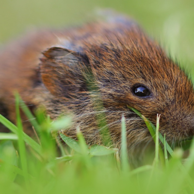 Gute-Nacht-Geschichte "Minas neue Wohnung"