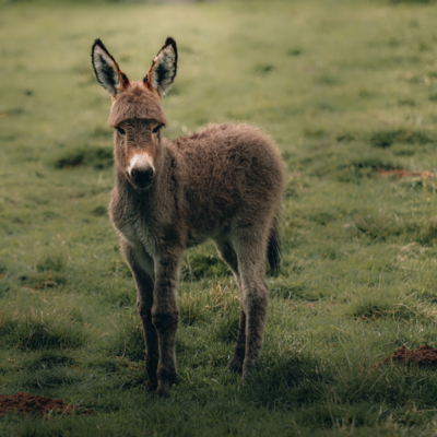 Gute-Nacht-Geschichte "Kleiner Esel, der wie ein Schmetterling flog"