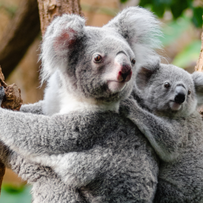 Gute-Nacht-Geschichte "Abenteuer in Australien"