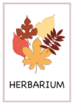 Herbarium Deckblatt 4