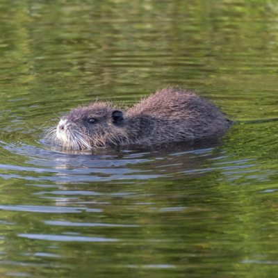 Biber Kinder Lexikon
