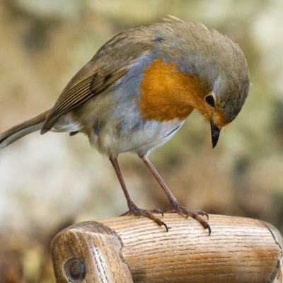 Gute-Nacht-Geschichte "Ein Vöglein verlor seine Stimme "