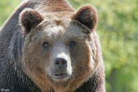 Braunbär Nahaufnahme