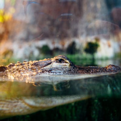 Gute-Nacht-Geschichte "Das Krokuru"