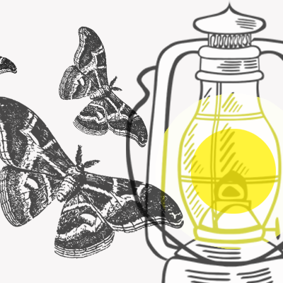 Warum fliegen Motten zum Licht?