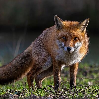 Gute-Nacht-Geschichte "Der lange Fuchs"