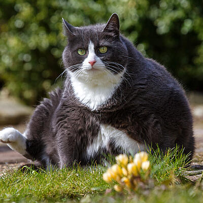 Katze Übergewicht