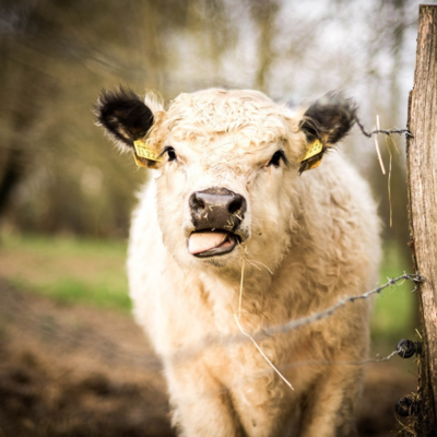 Bauernhof Kindergeburtstag