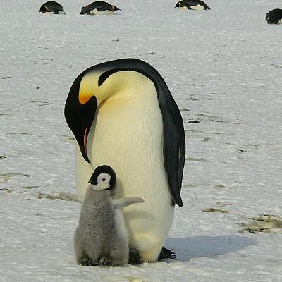 Kaiserpinguin Kaiserpinguin mit Babyjungen