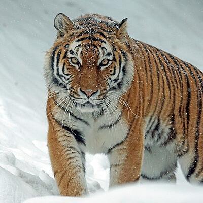 Tiger Steckbrief Tiger im Schnee