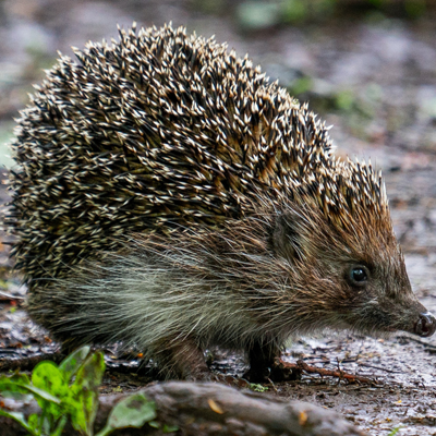Igel im Garten