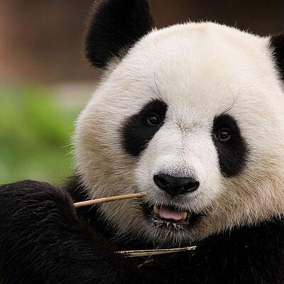 Nahaufnahme eines Großen Pandas