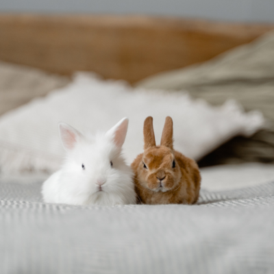 Gute-Nacht-Geschichte "Die zwei Hasen Minnie und Winnie"