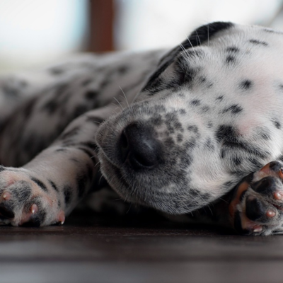 Gute-Nacht-Geschichte "Das beste Weihnachtsfest aller Zeiten"