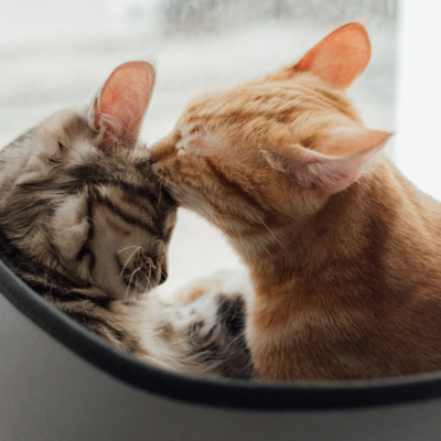 Gute-Nacht-Geschichte "Die Ausreißer"