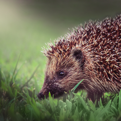 Gute-Nacht-Geschichte "Goldi und der Luftballon"