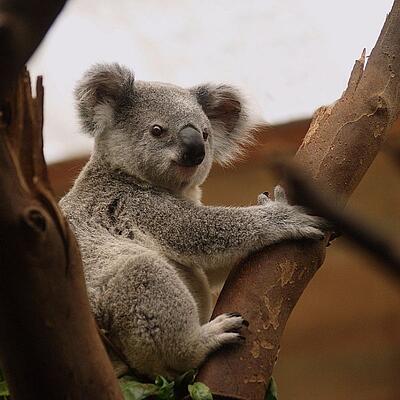 Koala im Baum