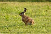 Feldhase sitzt im Feld