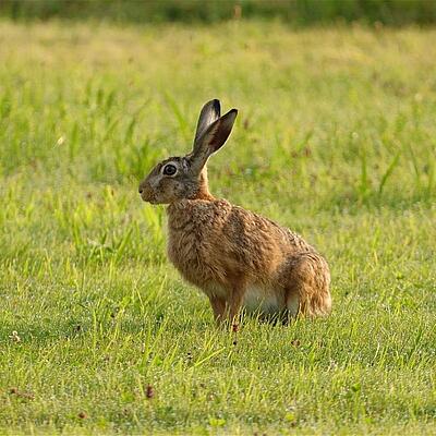 Feldhase sitzt im Feld