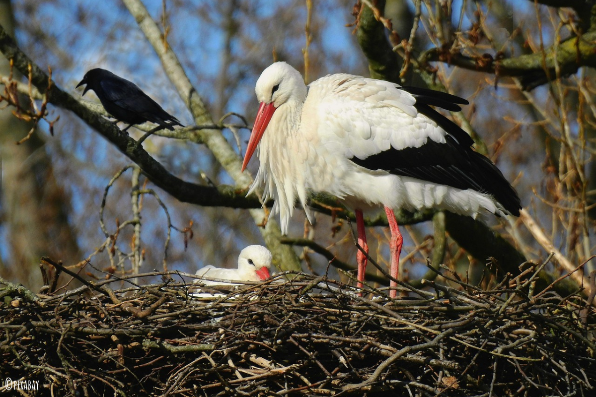 Gute-Nacht-Geschichte "Der kleine Storch Otto geht auf große Reise!"