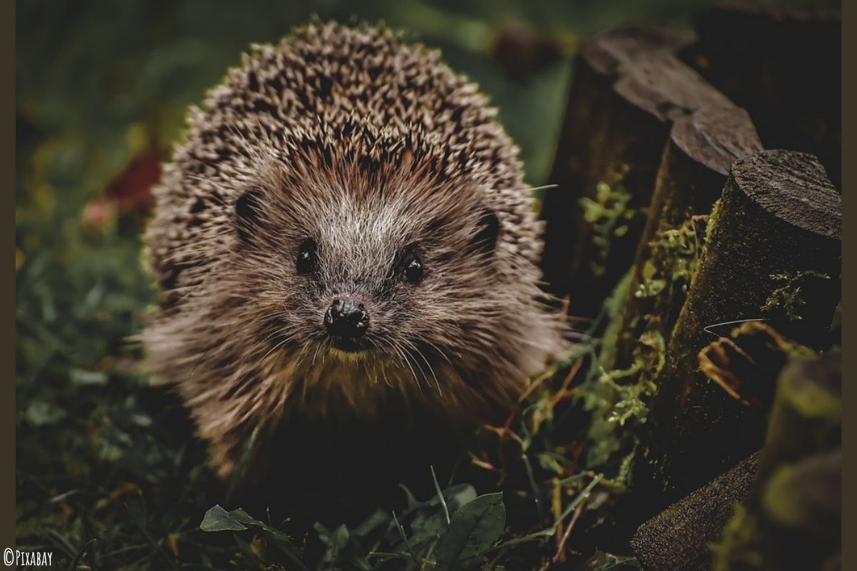 Gute-Nacht-Geschichte Der kleine Igel Fynn