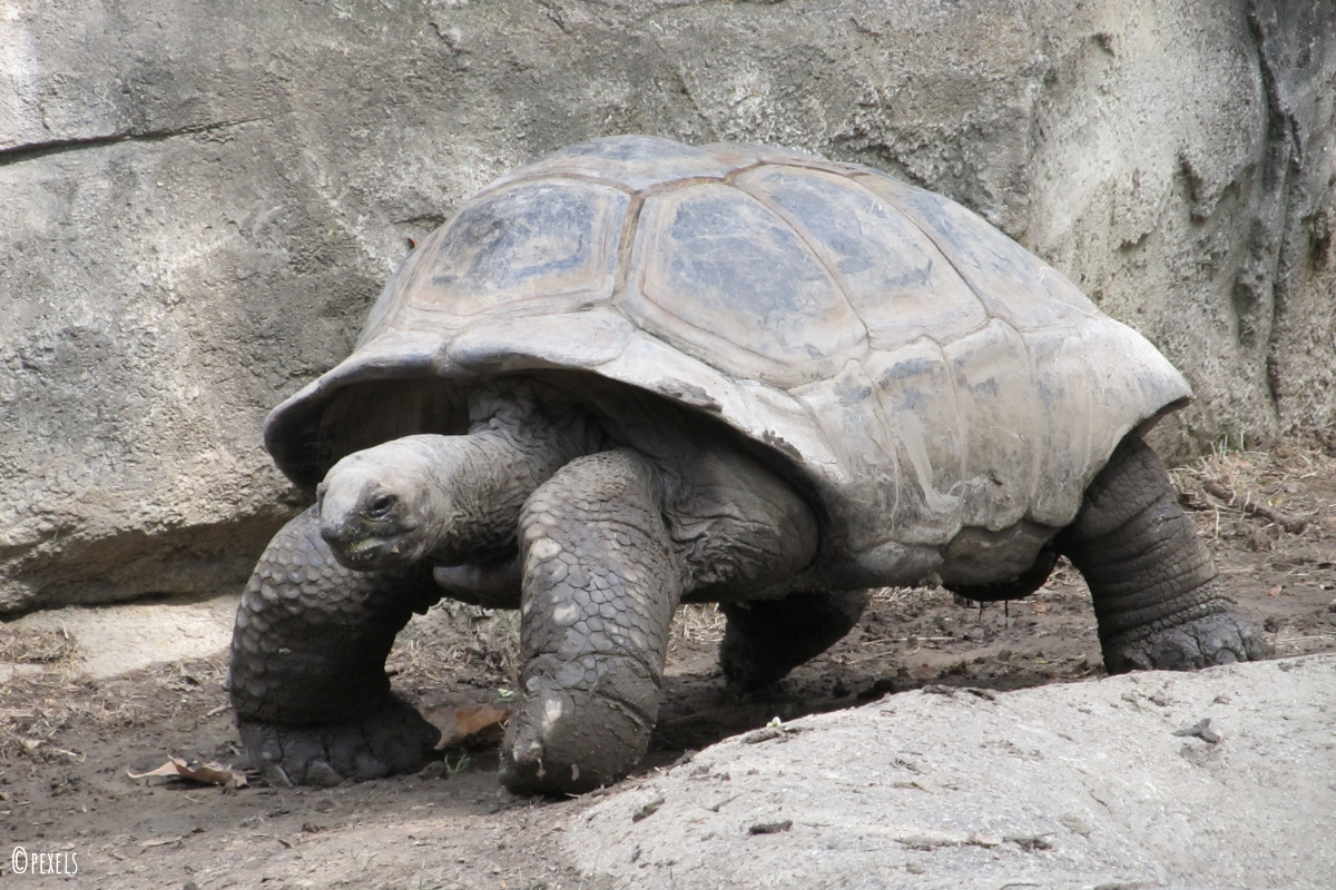 Schildkröten