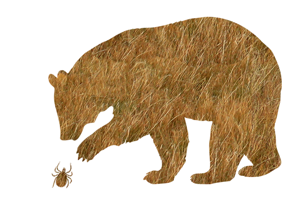 Gute-Nacht-Geschichte "Der Bär, der ein Freund der Insekten sein wollte"