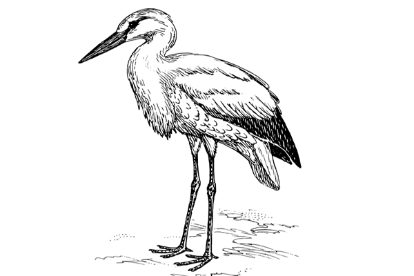 Gute-Nacht-Geschichte "Der kleine Storch Otto geht auf große Reise!"