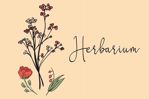 Herbarium Deckblatt
