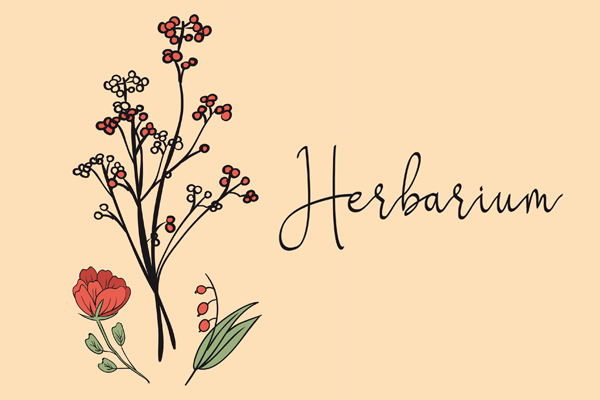 Herbarium Deckblatt Pdf Zum Ausdrucken Kribbelbunt