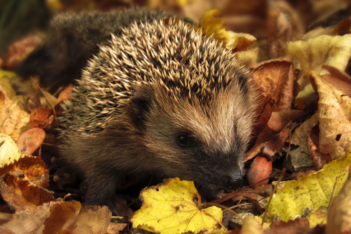 Igel im Wald