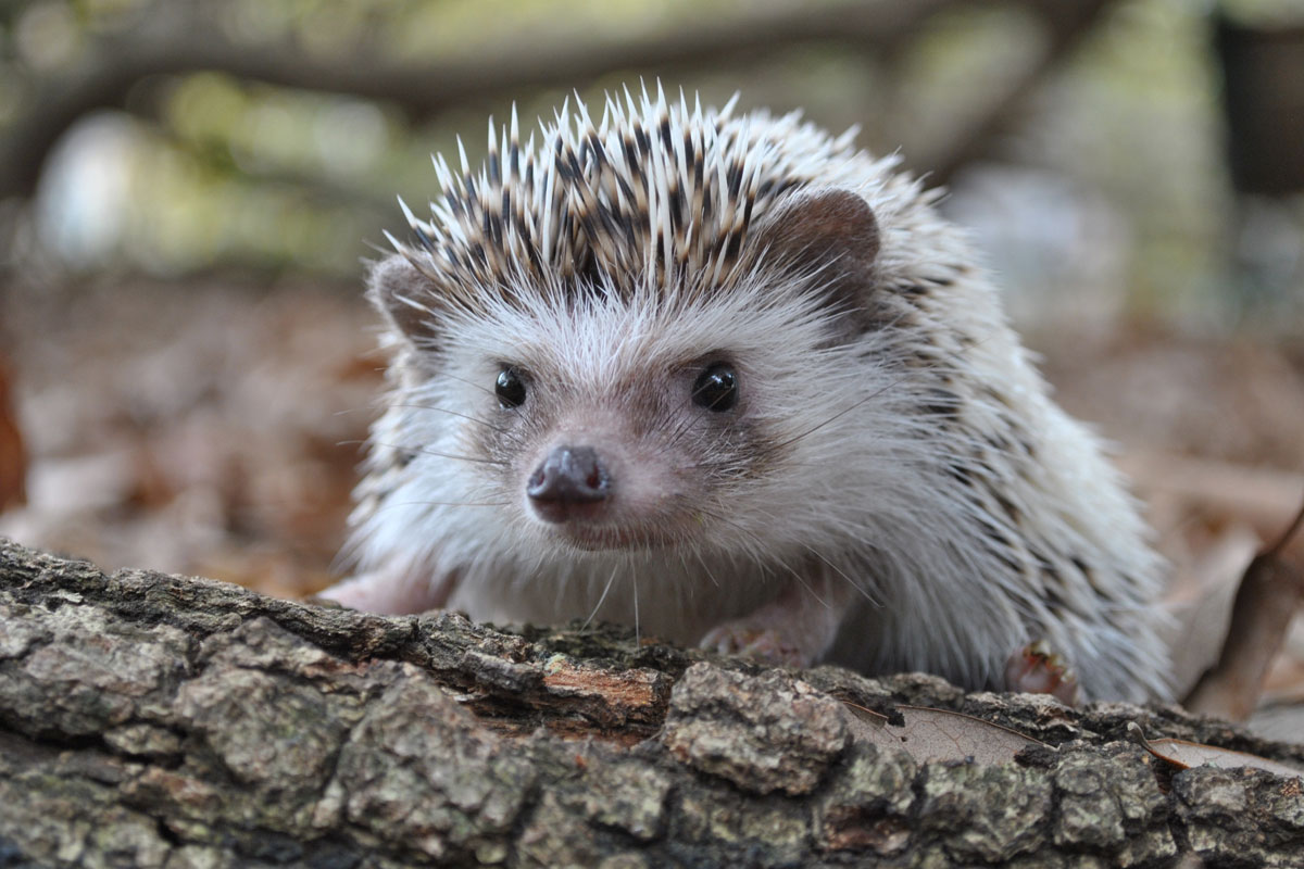 Igel Igel